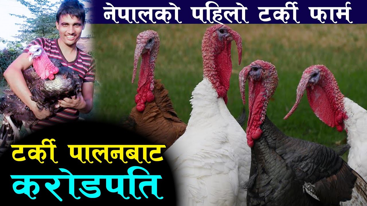 गरे के हुँदैन र |थोरै पैसा मै गर्नुहोस् टर्की पालन र बन्नुहोस् करोडपती ||टर्की पालन सम्बन्धी जानकारी