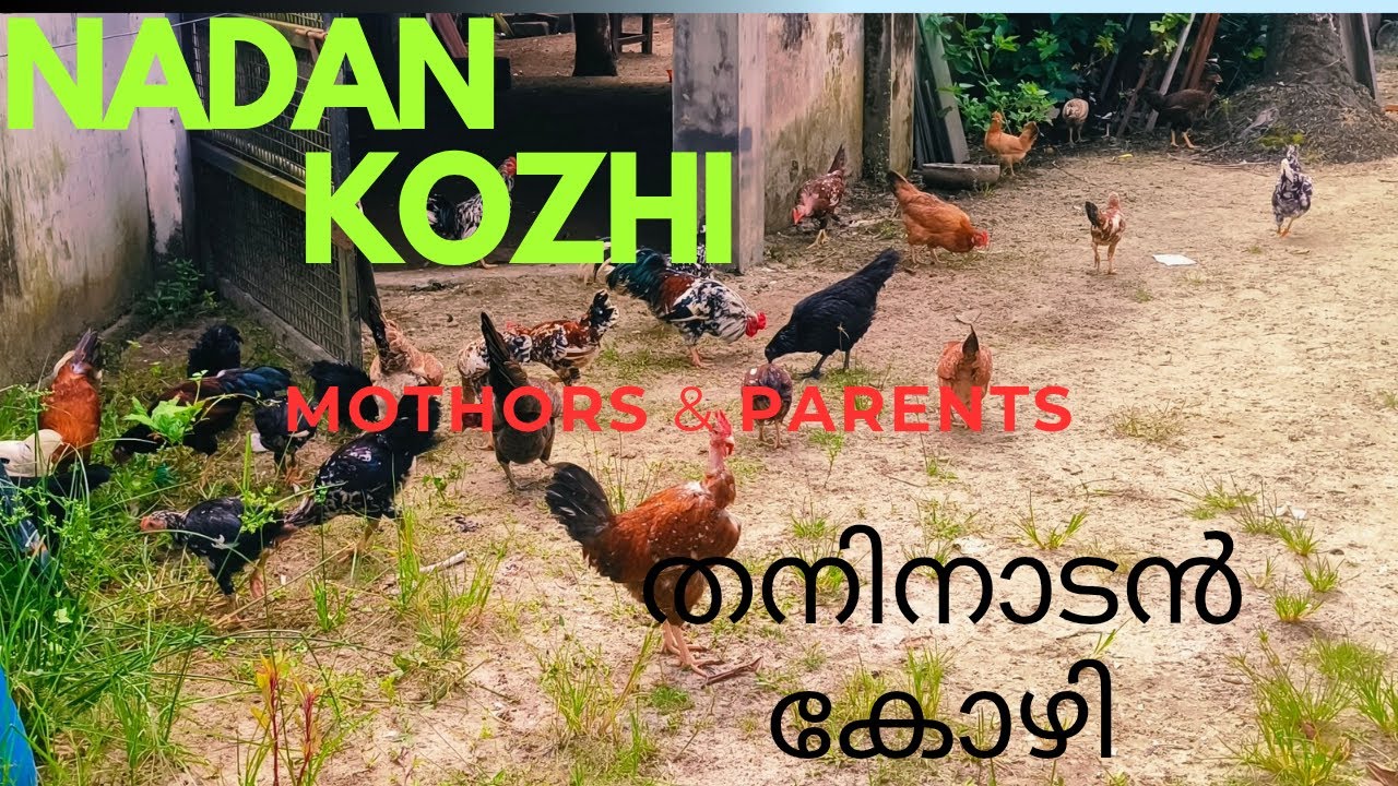Nadankozhi valarthal || ഞങ്ങൾ വിൽക്കുന്ന കോഴിക്കുഞ്ഞുങ്ങളുടെ  mother's Kozhi 🐤 ||