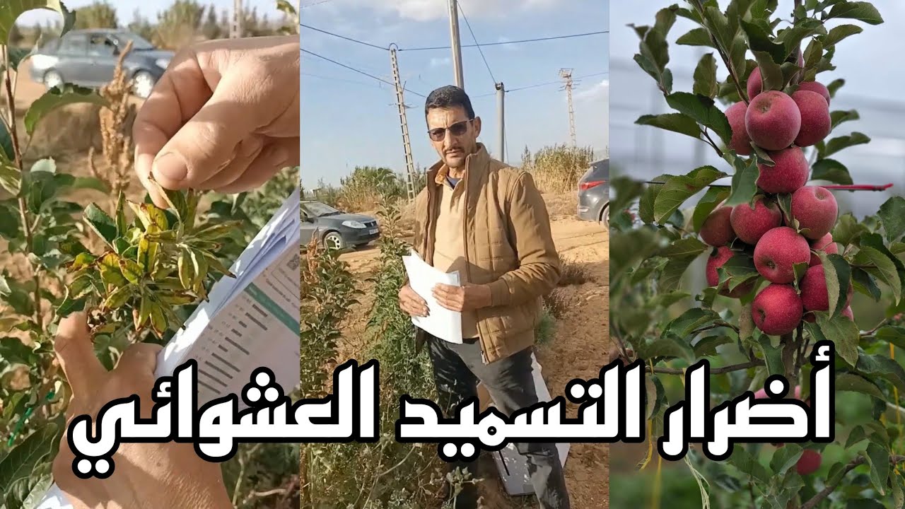 أضرار التسميد العشوائي في أشجار التفاح  والوقوع في أمراض تقتل الأشجار