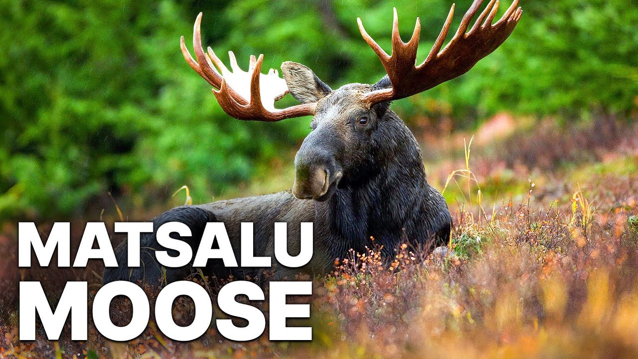 Matsalu Moose - Wild Giants of the Baltics | Animal Documentary