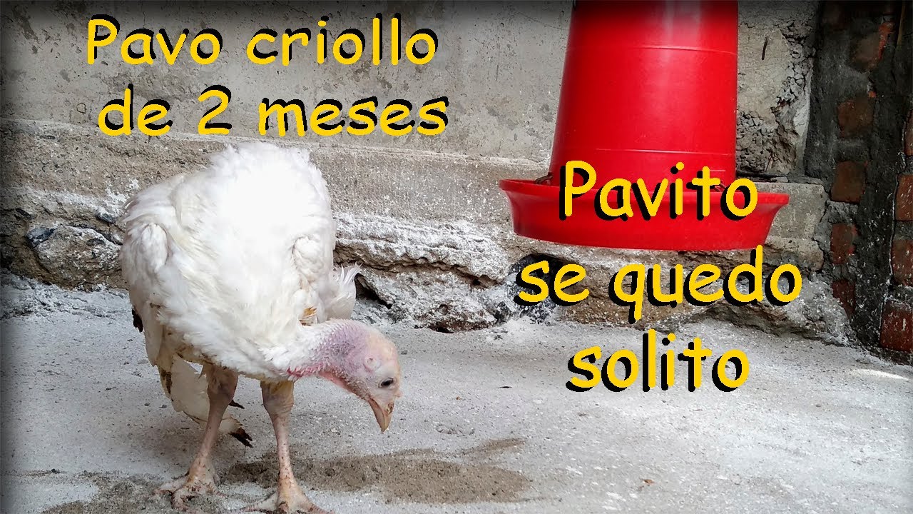 PAVO CRIOLLO DE 2 MESES *pavito solitario *aves de corral