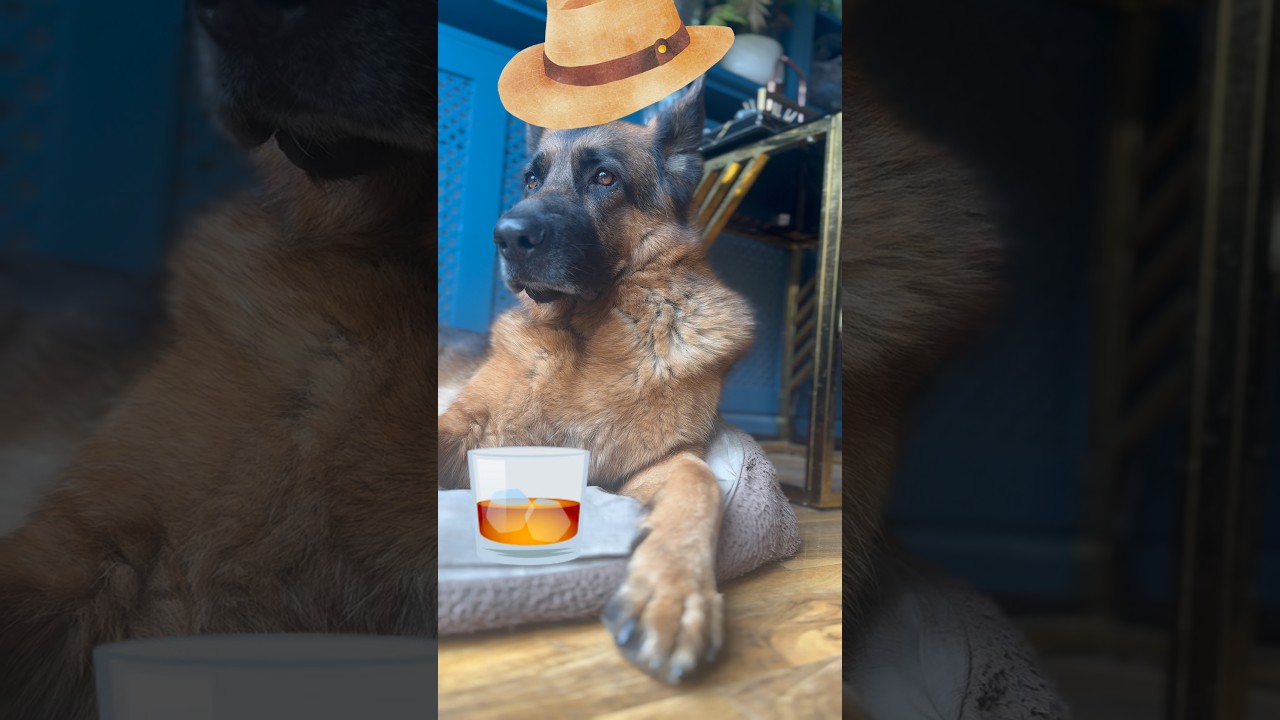 Wild Wild West 🤠☀️ #germanshepherd #comedyvideos #dog #gsd #funny #shorts #trending #pets #pov
