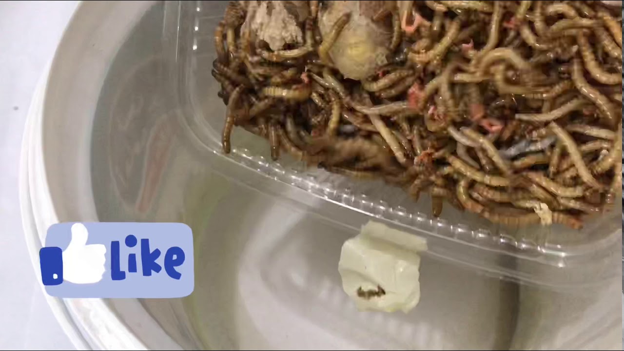 مراحل تحول الدود القبابي او دورة حياة الدود القبابي /life cycle of mealworm or Darkling beetles
