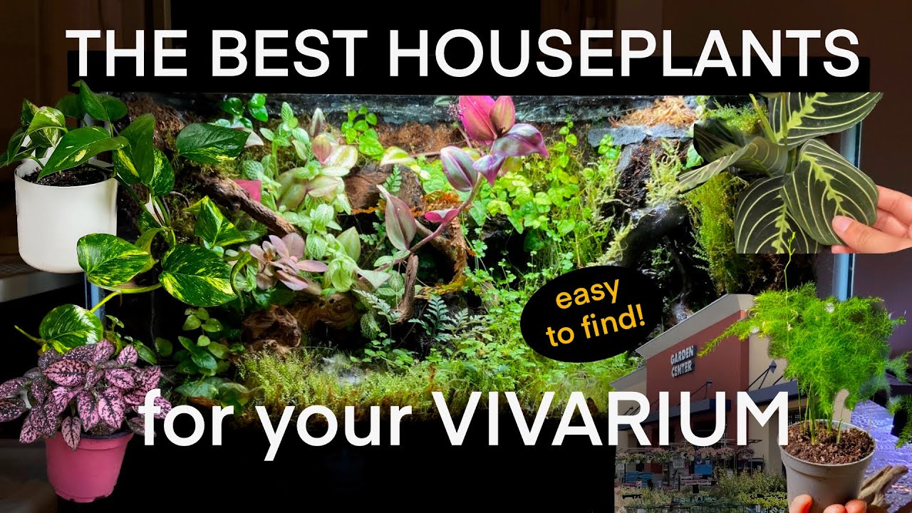 The BEST Vivarium plants from a HARDWARE STORE? ! (Affordable and Easy Options)
