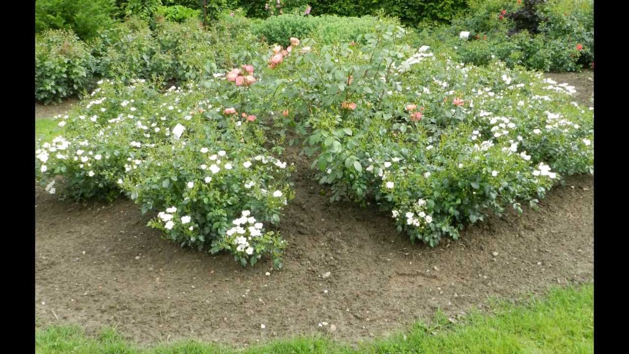 tuin Luc van Esser 2013 07 01