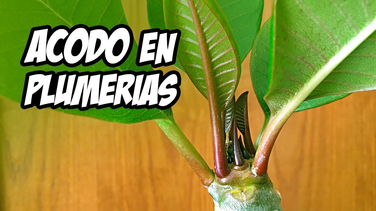 La Mejor Forma de Hacer un ACODO AEREO 🌿 | Reproducir PLUMERIAS | La Huerta de Ivan