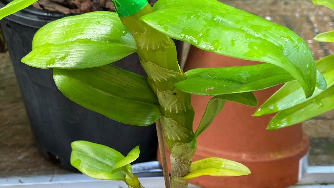 2516 怎樣才能養胖春石斛莖杆 how to grow fat canes of D.noble