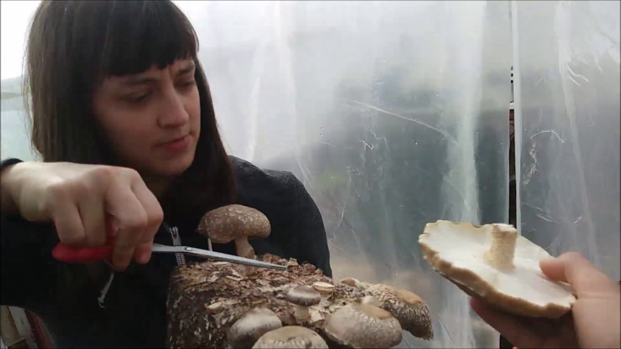 Growing Mushrooms: Building Our First Facility