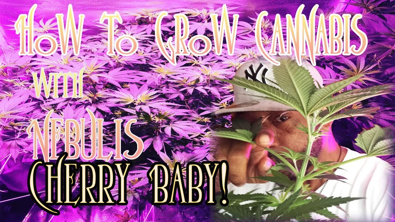 From birth to veg...cherry babyyyyyy ( How to grow cannabis)