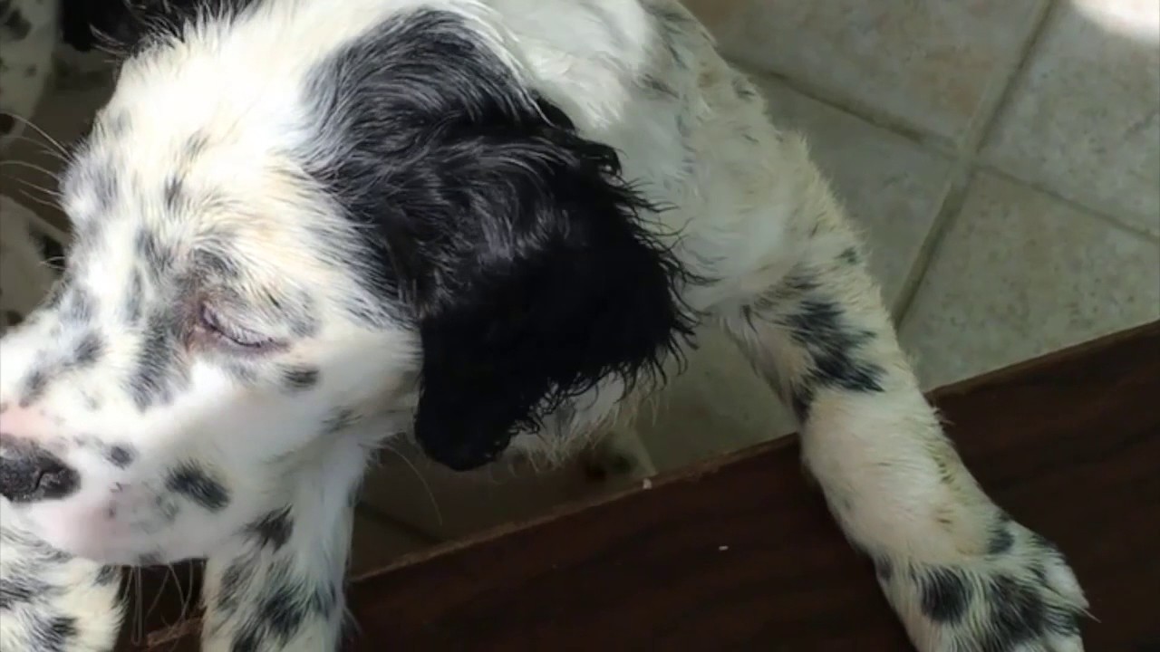 PARTO CHEERY E ADDESTRAMENTO CUCCIOLI