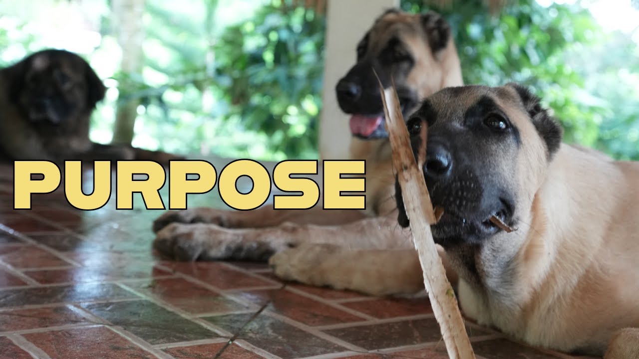 PURPOSE | The Making of Supero Search & Rescue Dogs