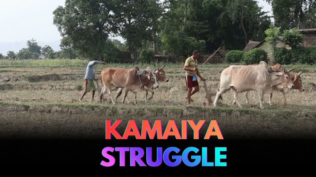 Kamaiya Community Compelled to Work to Survive Ahead of Maghi Festival #NtvWorld #psbnepal #NTV