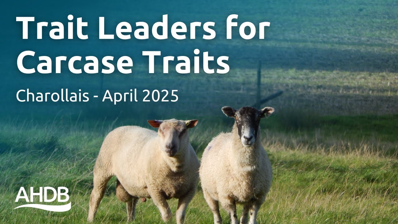 Trait Leaders for Carcase Traits – Charollais April 2025 | Signet