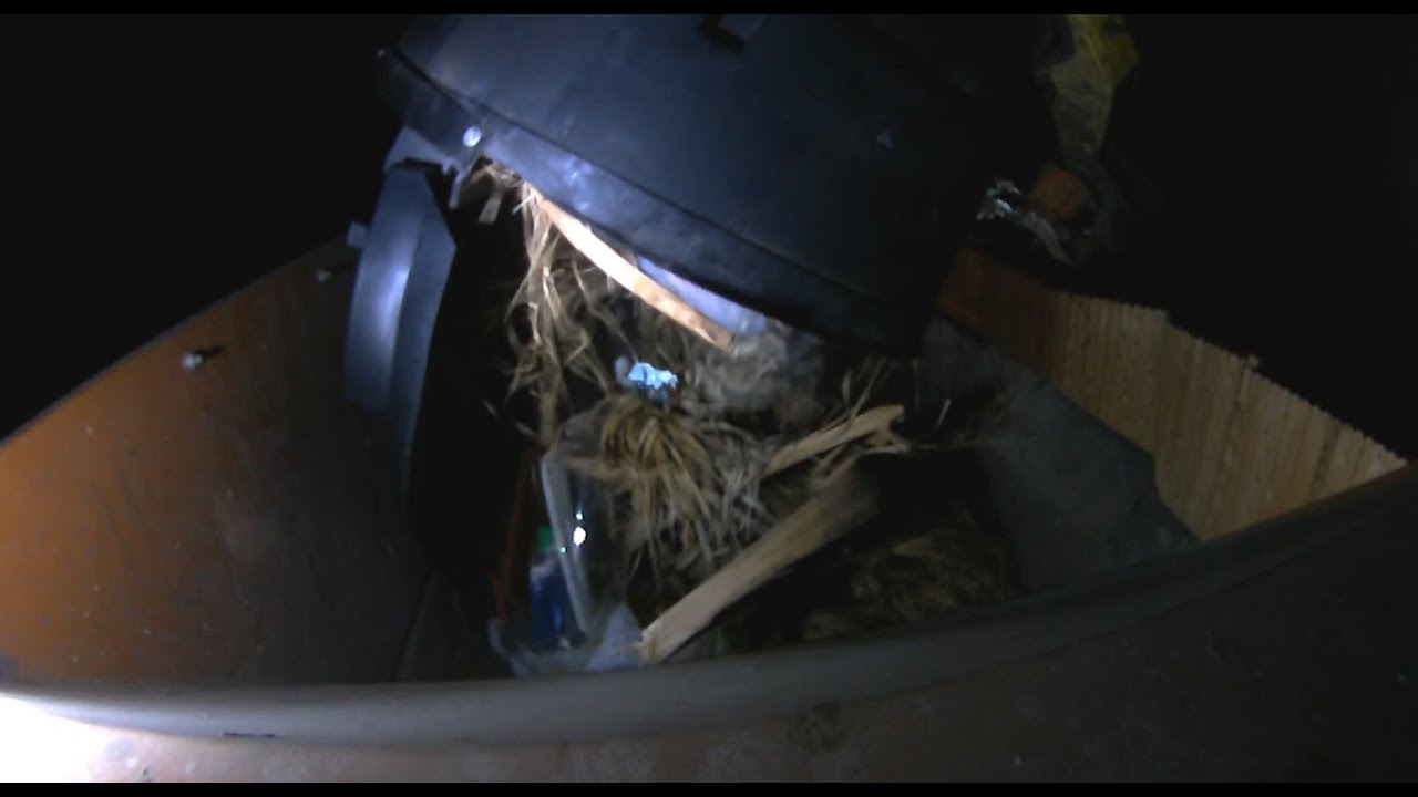 300s Garbage SCORPION HOPPER Video!