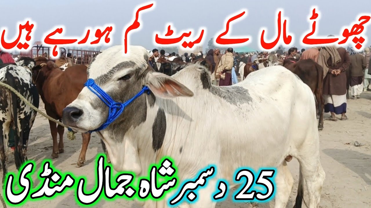 Shah Jamal Cow Mandi Fresh Latest Update | Sahiwal Cholistani Bachre | Cow Price | Cow Mandi 2025