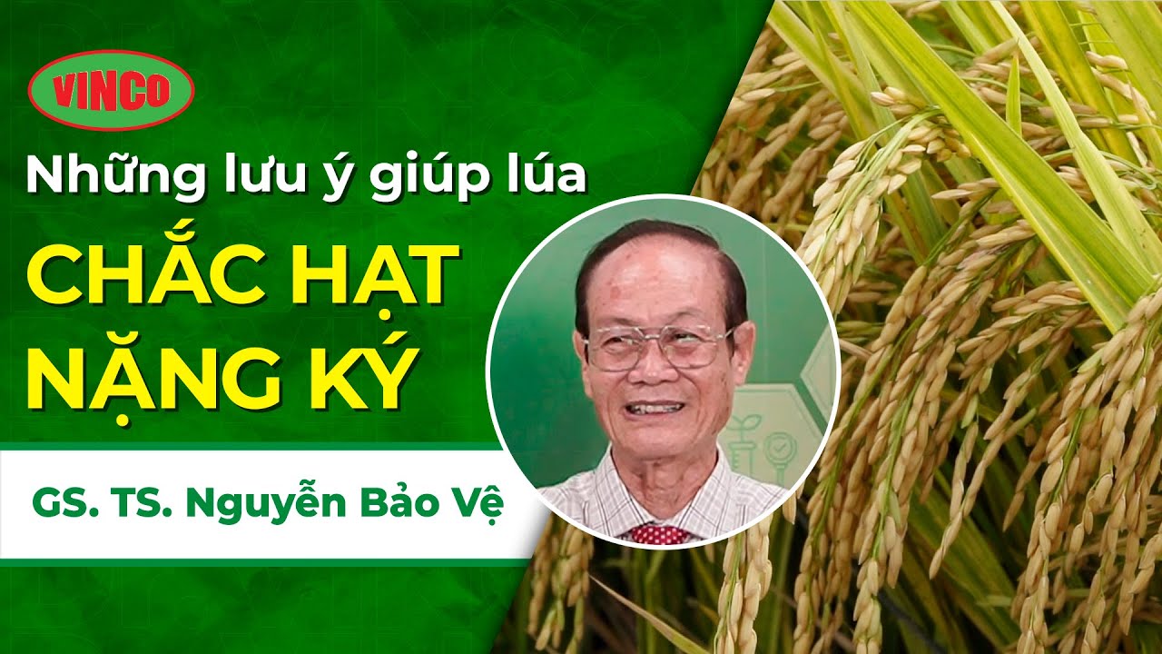 Bí Quyết Vàng từ GS.TS Nguyễn Bảo Vệ Để Lúa Luôn Chắc Hạt và Nặng Ký