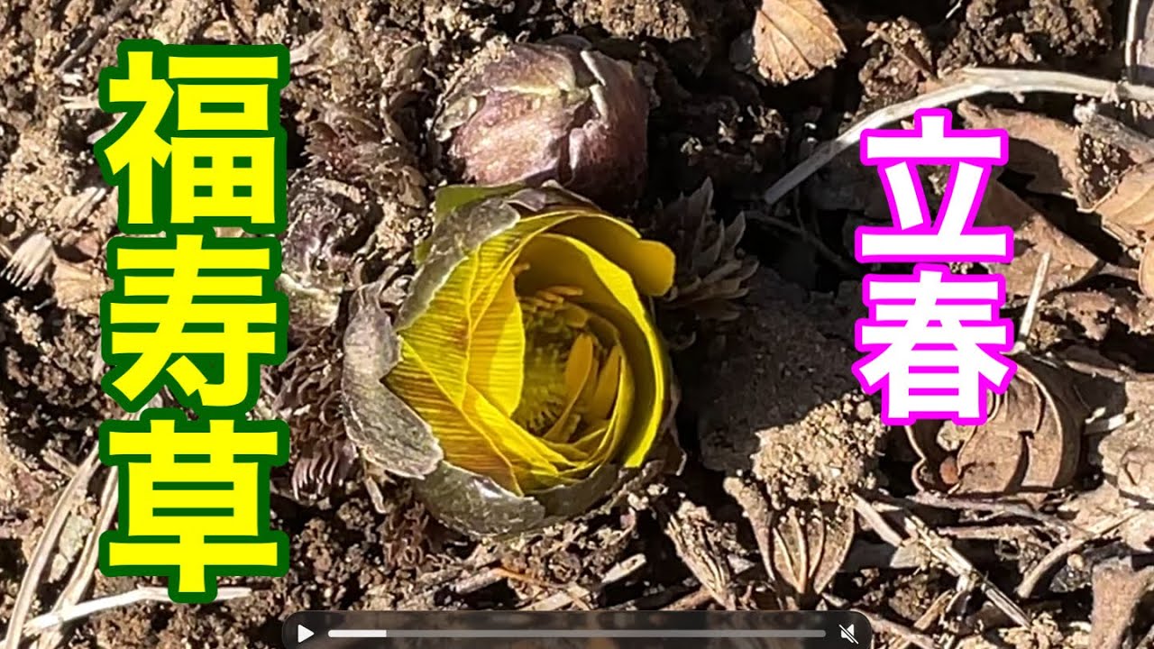 まるおの母　まるこの宿根草と低木の庭　2026 02 04 立春の朝は、冷え込んだけど、昼にはポカポカ春みたい❗️ フクジュソウが咲き始めました。今日も庭に、10種類の野鳥が飛んで来ました。🐦