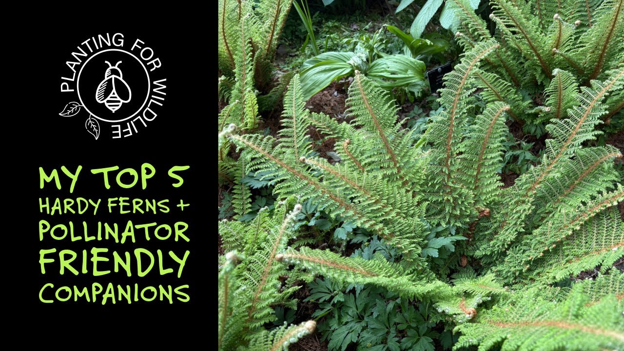 My top 5 hardy ferns + pollinator friendly companions