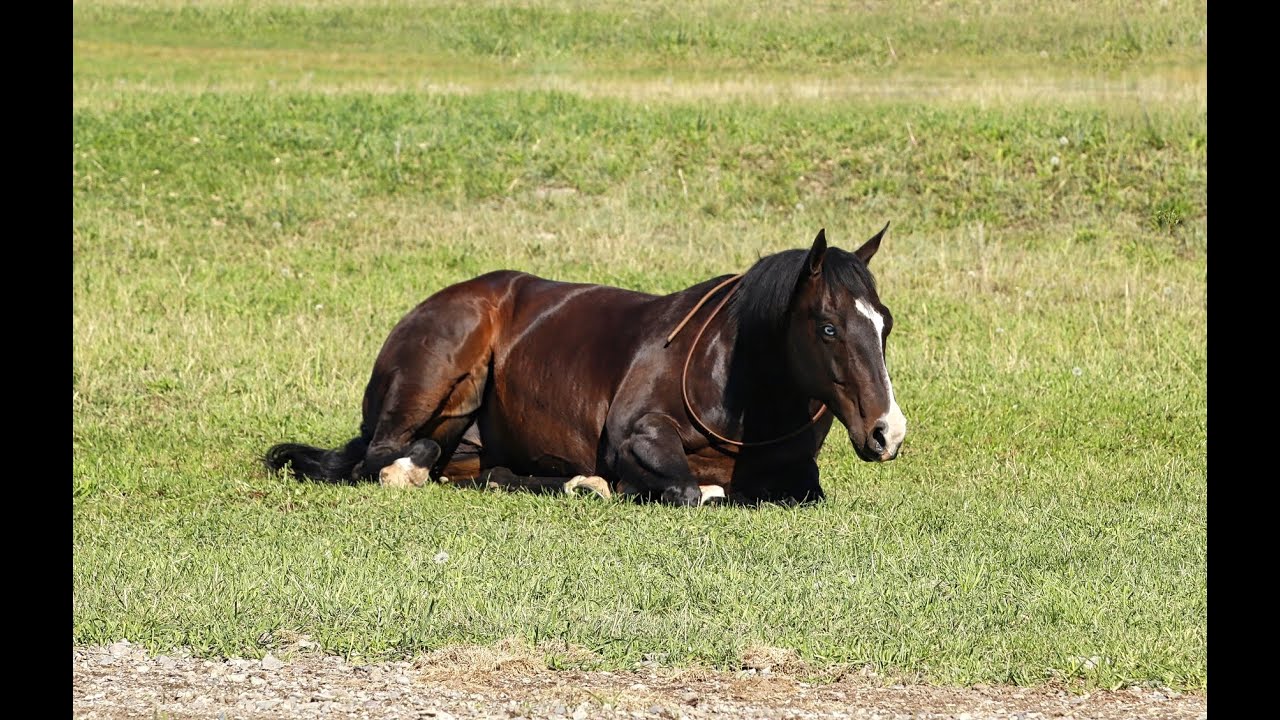 Lot 24 Twisted Ammo of Turner Performance Horses sells @ Diamonds in the Desert Premier Horse Sale