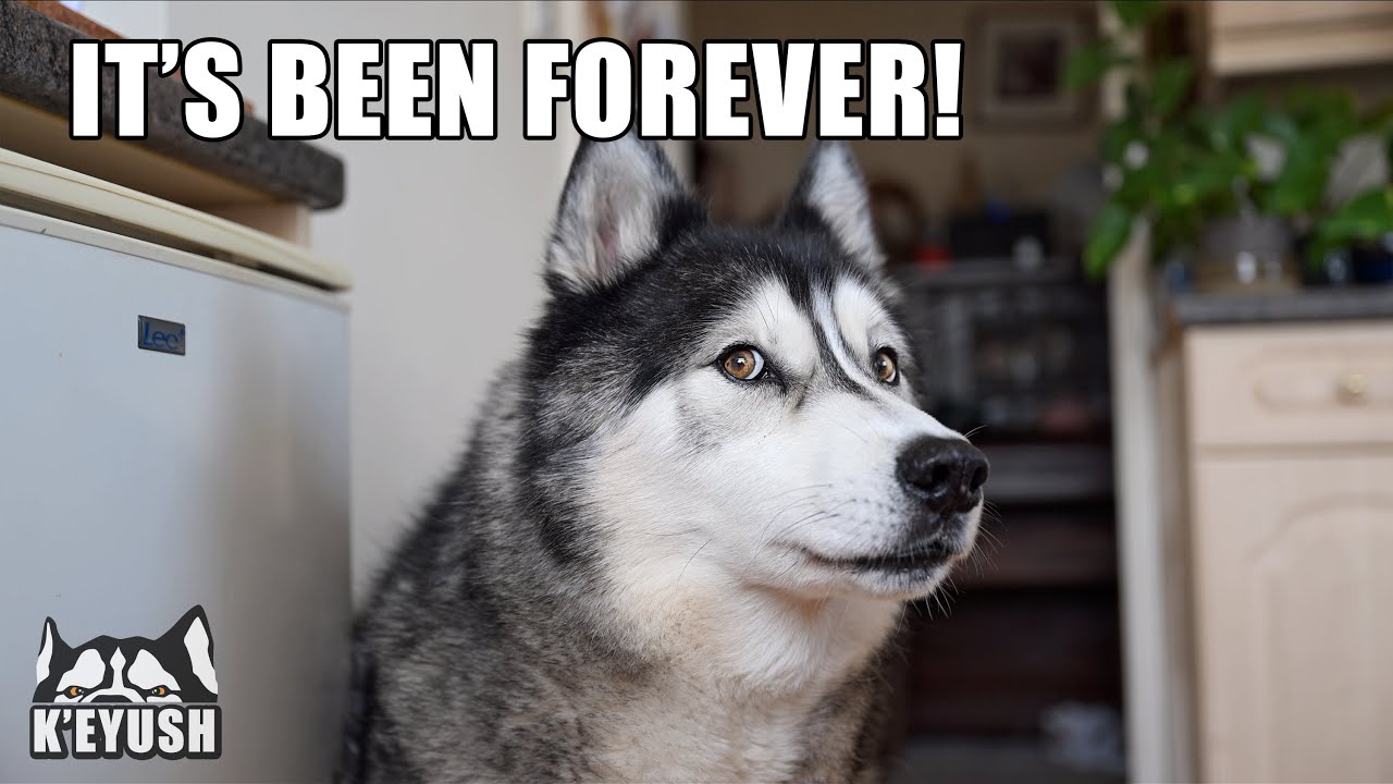 Reuniting My Husky With Best Friend After 1 Month!