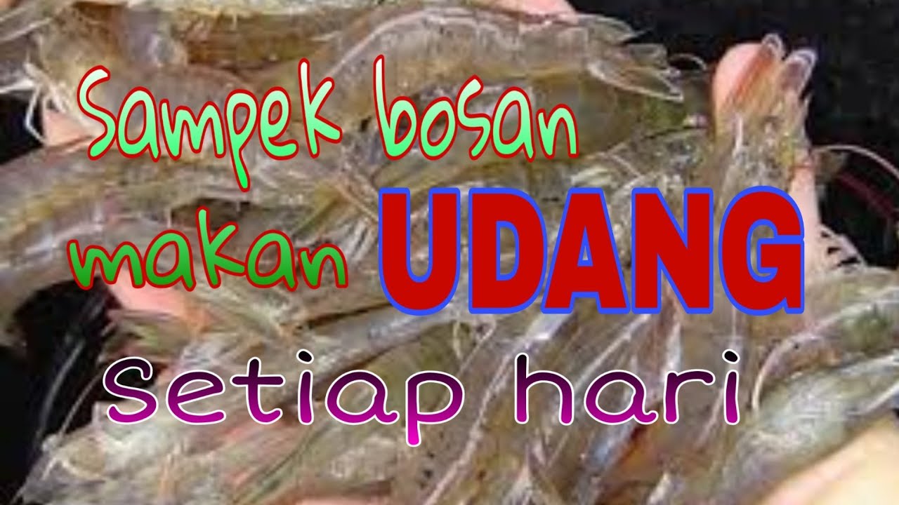 CAra mudah membuat perangkap udang di sungai/Parit