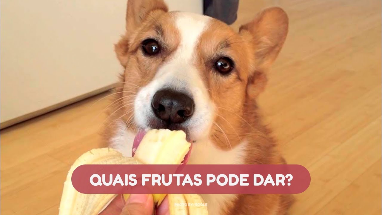 9 frutas permitidas e 4 proíbidas para dar pro seu cão