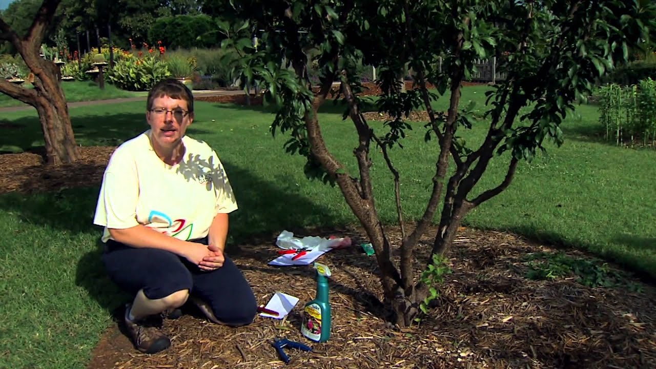 Removing Cytospora Canker from Plums