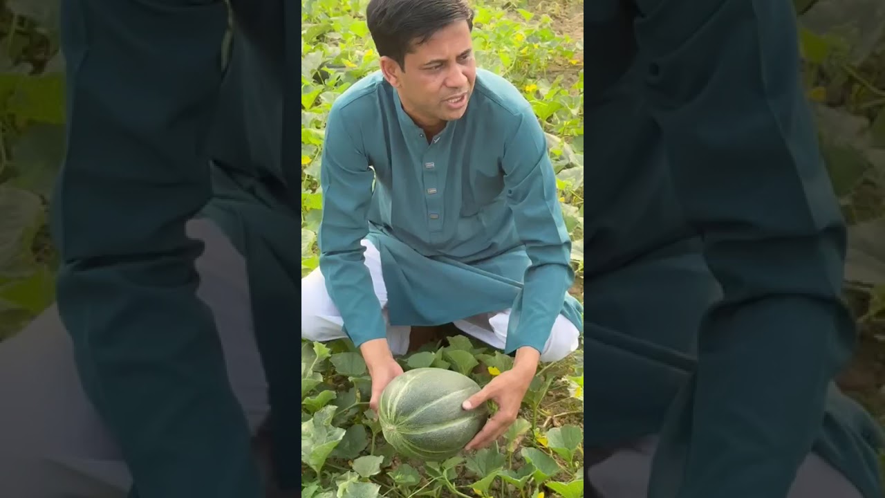 টাংগুয়ার হাওরের তরমুজ ক্ষেত থেকে 
