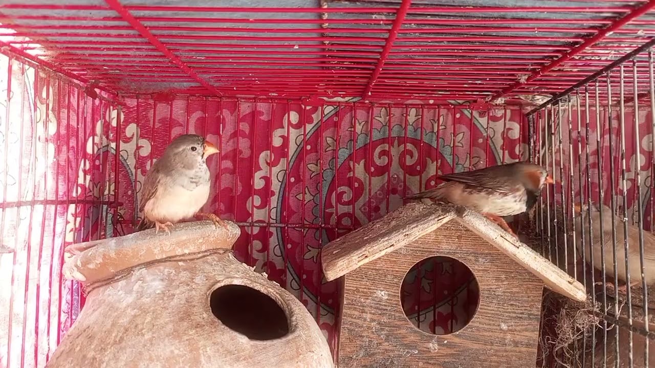 Mutation Finch pair ready to 4rth breed