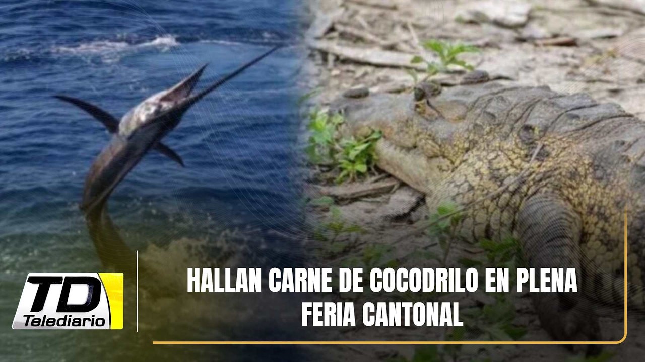 Hallan carne de cocodrilo en plena Feria Cantonal