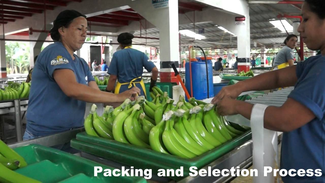 PALMAR-Proceso, seleccion y empaque de la fruta en Ecuador