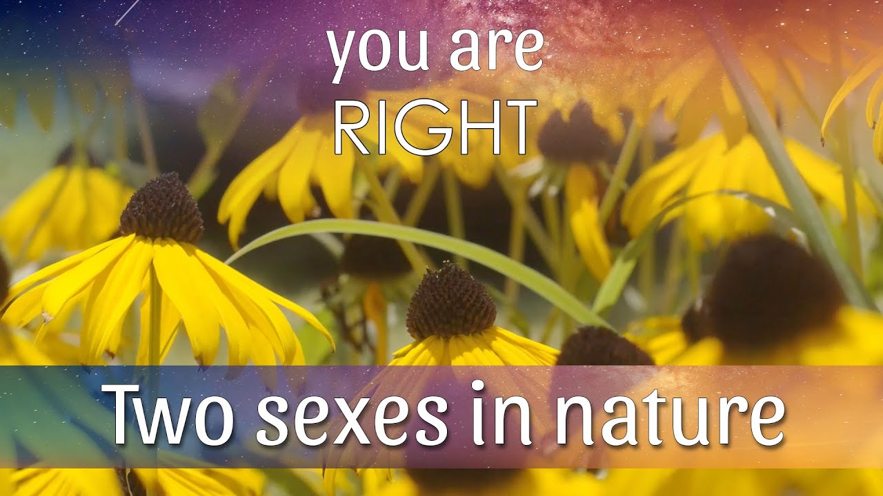 How reproduction works in the plant kingdom and why biparental reproduction is successful.