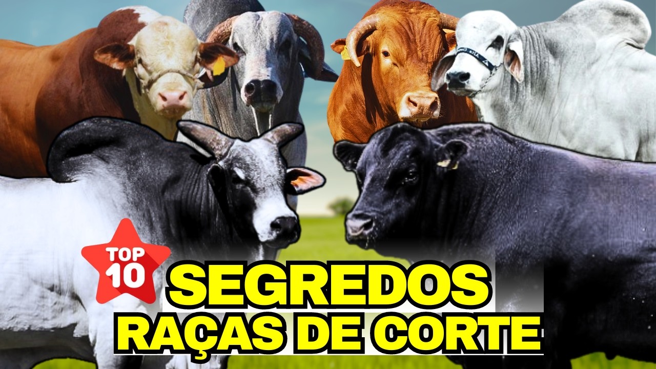Os SEGREDOS das 10 Melhores Raças de GADO DE CORTE