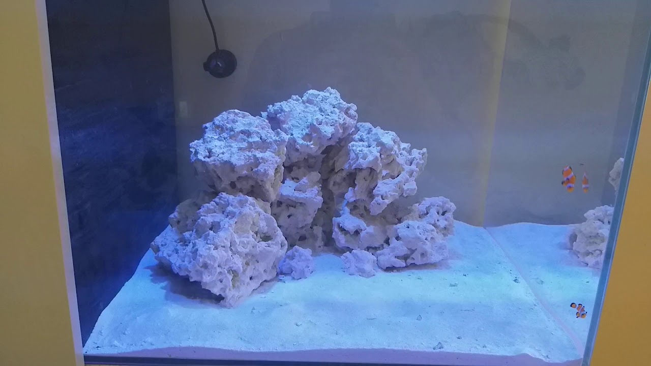 Morska kostka pierwsze dni - Amphiprion ocellaris #21