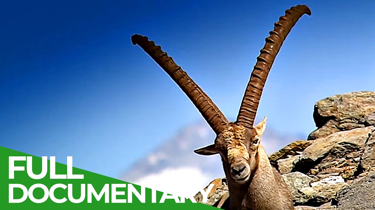 South Tyrol - In the Kingdom of the Alpine Ibex | Free Documentary Nature