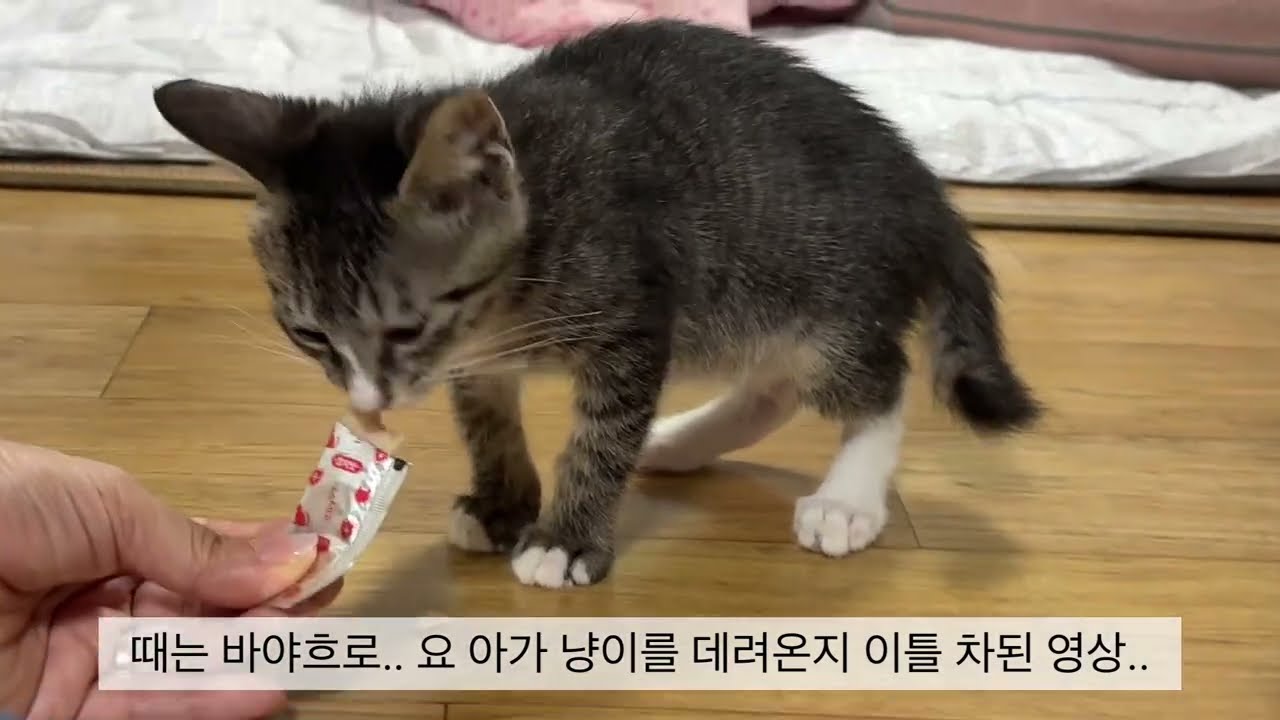내 첫 고양이🐱#고양이 #고양이일상 #고양이영상 #cat #cute #kitten 