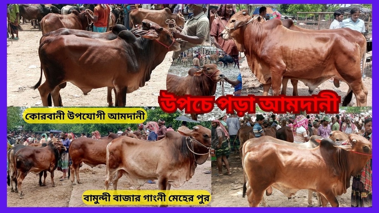 রূপসী গরুর সমাহার  কোরবানী পাকিস্থানী শাহীওয়াল  উপযোগী আমদানী বামুন্দী বাজার গাংনী মেহেরপুর