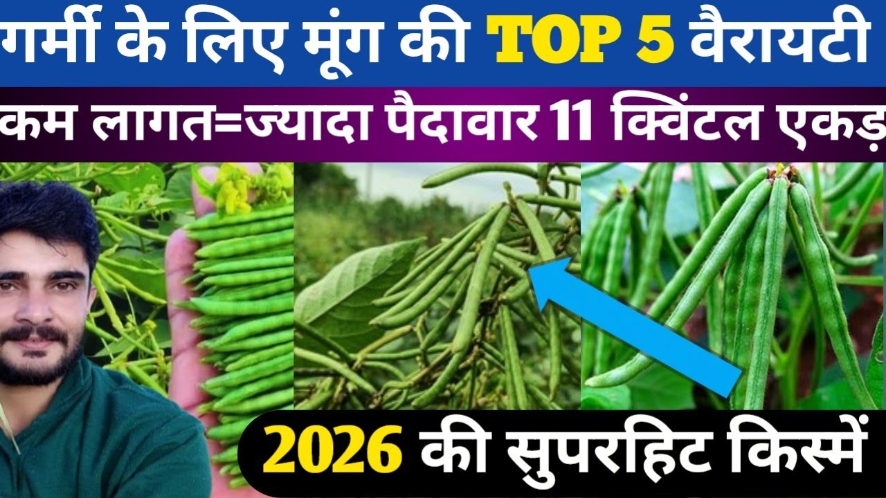 MP में गर्मी के लिए मूंग की TOP 5 वैरायटी  60 दिन में बंपर उत्पादन || Best Variety Of Moong || Moong