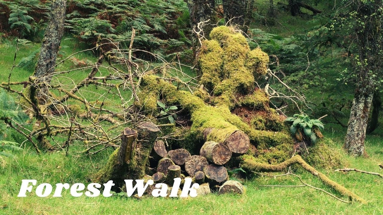 A short walk in Snowdonia's tropical forest | Coed Felinrhyd & Llennyrch | Wales | United Kingdom