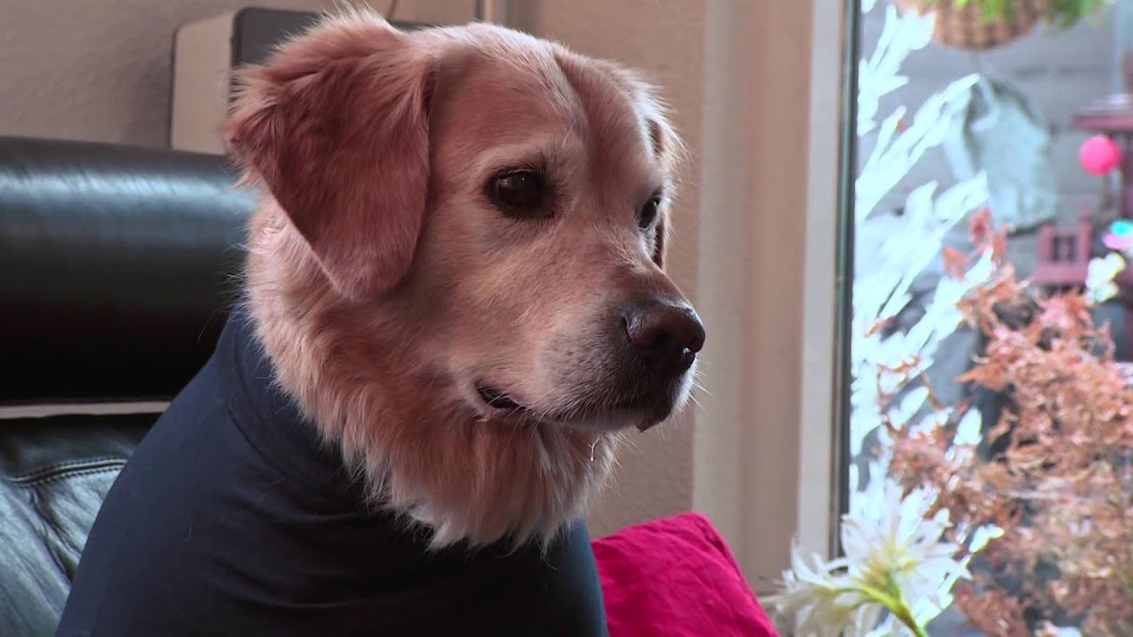 Medical Pet Shirts International - Professional Product Line