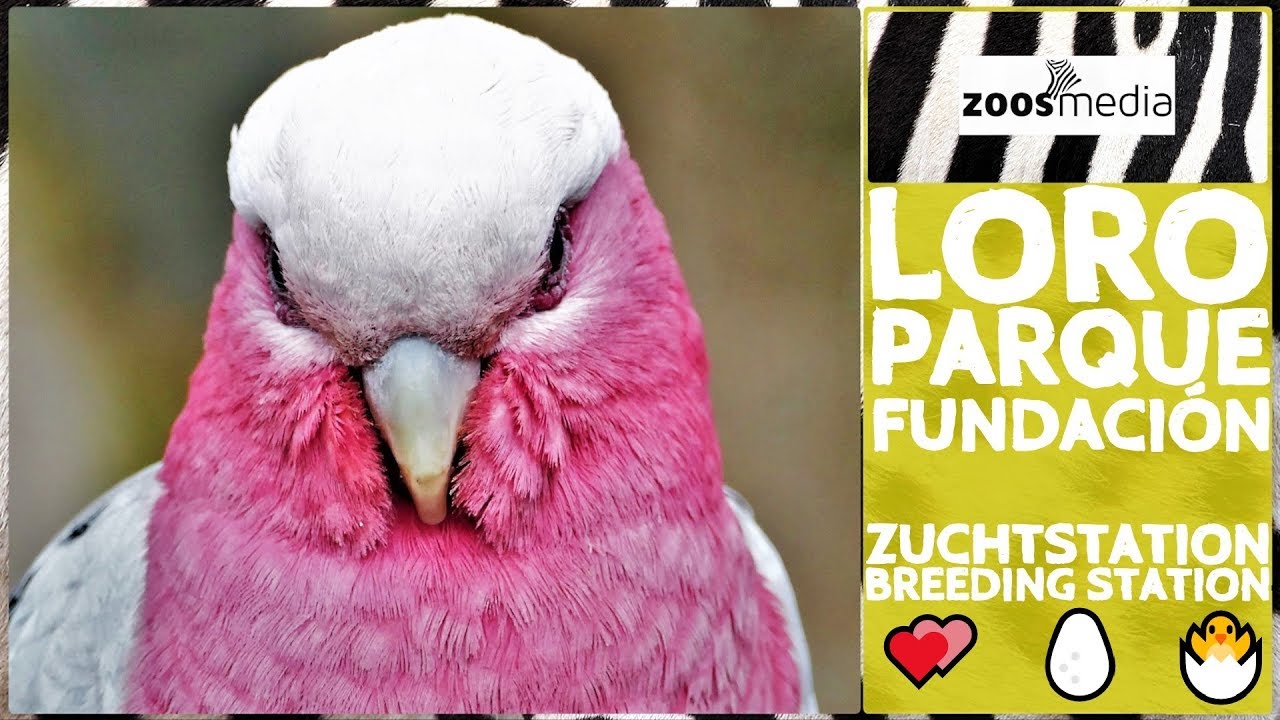3 PAPAGEIEN-Vergesellschaftungen in der Zuchtstation 🐣 der Loro Parque Fundación  | zoos.media