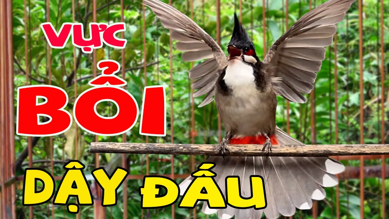Chào Mào Hót Kích Chào Mào Bổi Căng Lửa- Xổ Giọng #chàomàohót