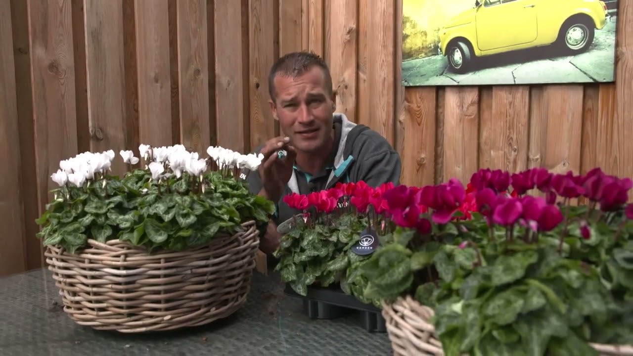 Cyclaam - De Grote tuinverbouwing (aflevering 14/09/2022)