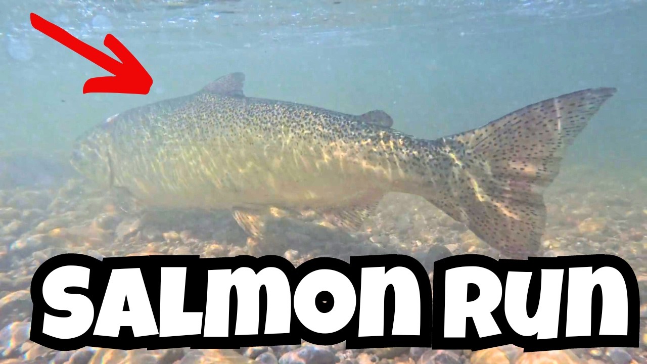 Don't Miss the Toronto SALMON RUN Before It's Too Late! Bowmanville Fish Ladder