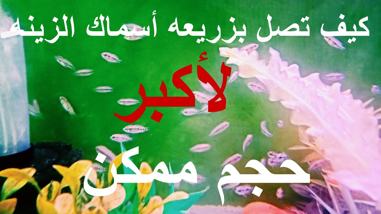 كيف تصل بزريعه اسماك الزينه الي اكبر حجم ممكن
