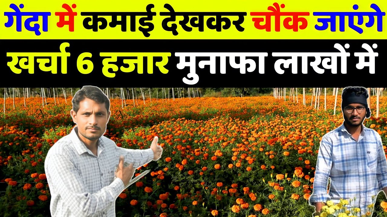 गेंदा के फूलों की खेती कैसे करें | genda ki kheti ki puri jankari | phoolon ki kheti kaise karen