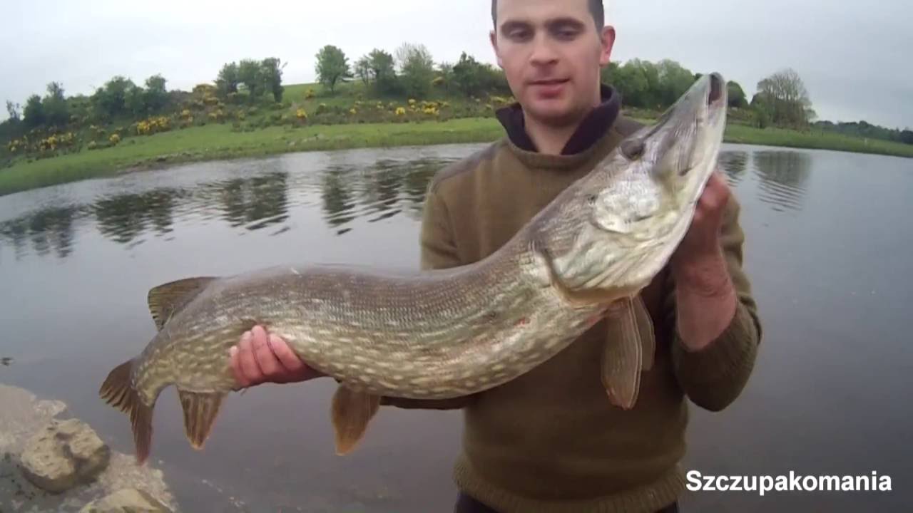 Wędkarstwo Irlandia - 3 Duże Szczupaki na Spinning 95cm, 100cm i 108cm