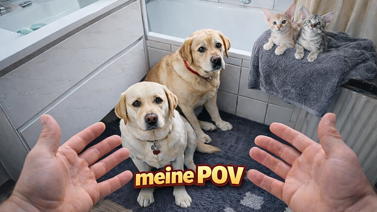 POV: Mein Leben mit 4 Hunden & 13 Katzen | Das ist kein normales Zuhause