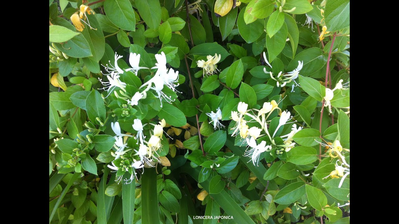 Lonicera japonica 'Halliana'   Hall's Japanese Honeysuckle