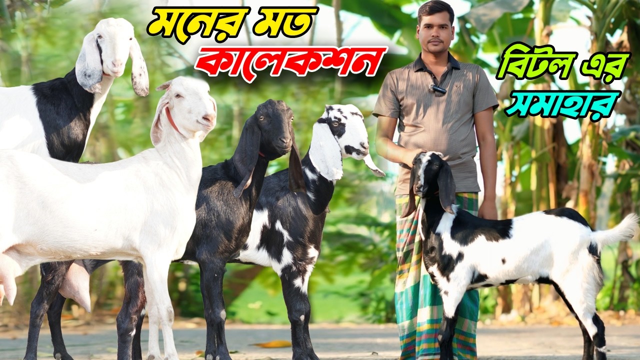 মনের মত কালেকশন। বিটল  ছাগলের সমাহার । কম বয়সী উন্নত জাতের ছাগল।